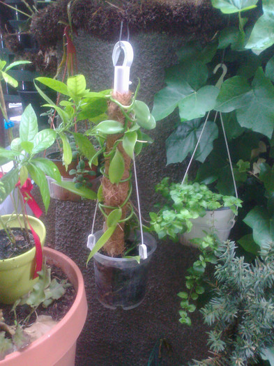 vanilia planifolia - 0 gradina mea 2012