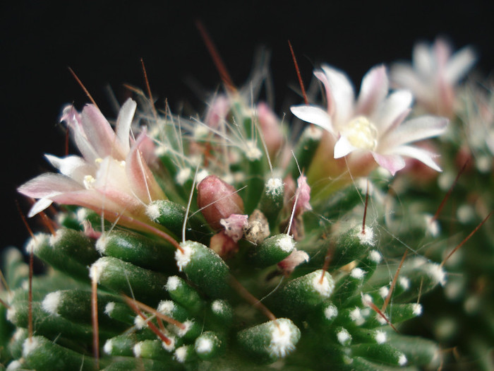 Mammillaria painteri forma mostruosa