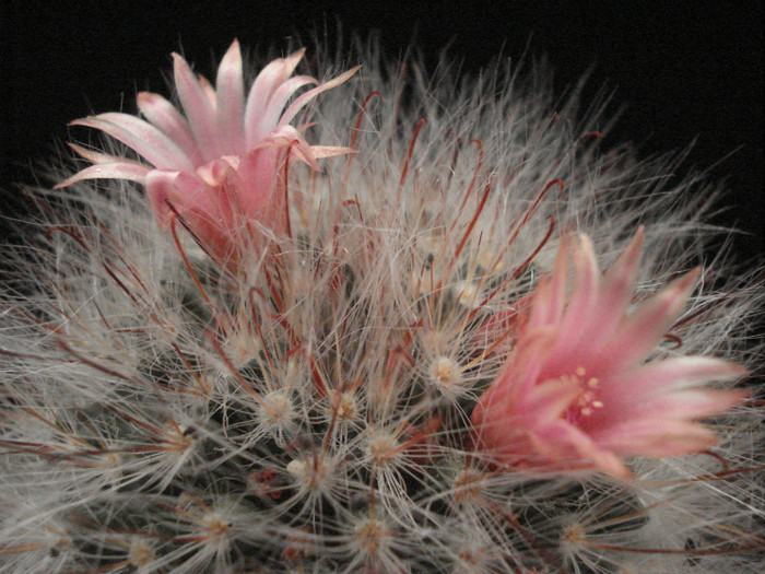 Mammillaria bocasana
