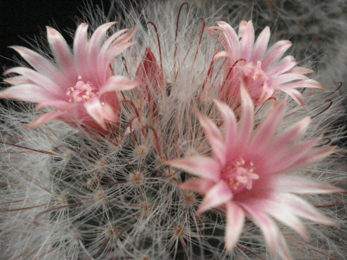 Mammillaria bocasana