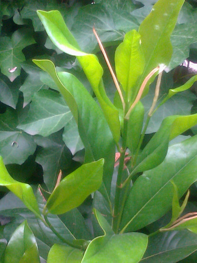 grandiflora a luat avant - 0 gradina mea 2012