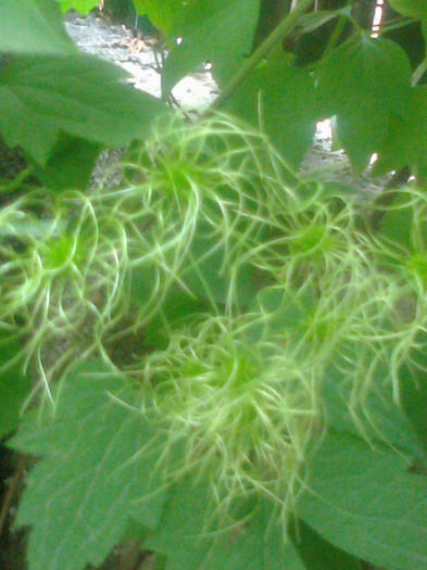 flori  seminte de clematis vitalba?