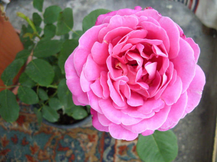 SDC13287 - Trandafir roz Expoflora