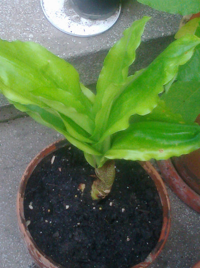 scadoxus - 0 gradina mea 2012