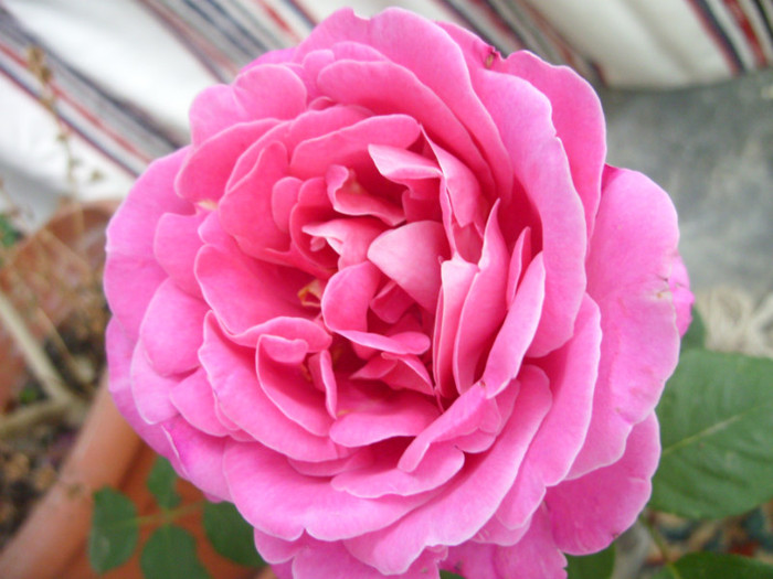 SDC13288 - Trandafir roz Expoflora
