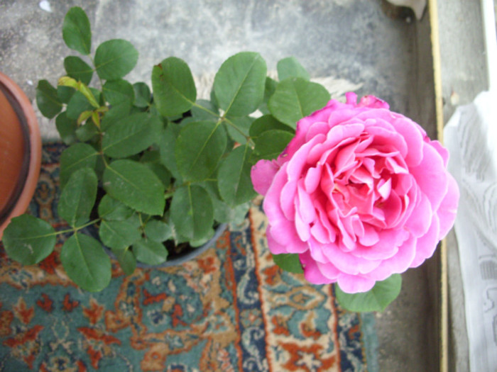 SDC13304 - Trandafir roz Expoflora