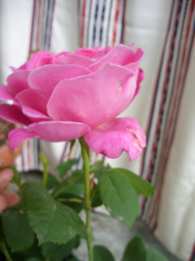 SDC13300 - Trandafir roz Expoflora