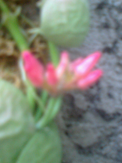 dischidia inflorita de 1 luna - 0 gradina mea 2012