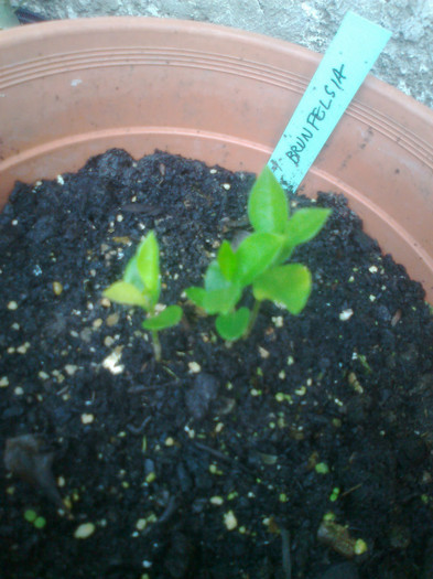 brunfelsia pretioasa