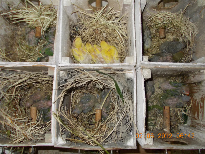 Picture 001 - Agapornis-Pui-13