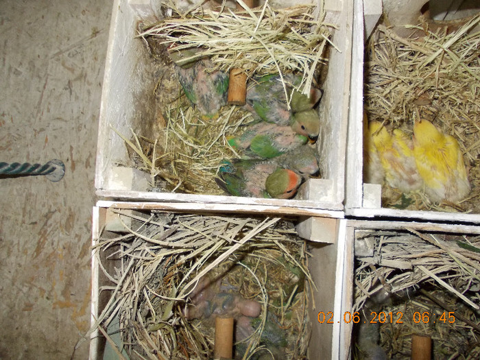 Picture 015 - Agapornis-Pui-13