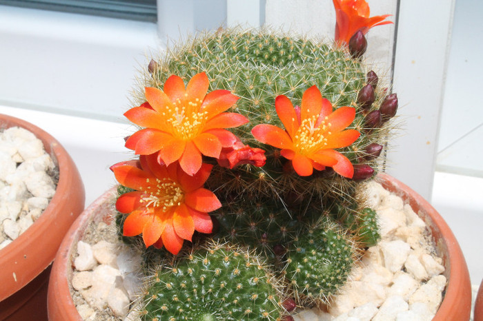 0 014 - cactusi si suculente infloriti 2012