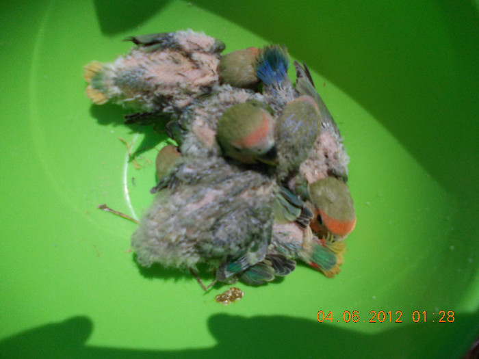 Picture 029 - Agapornis-Pui-13