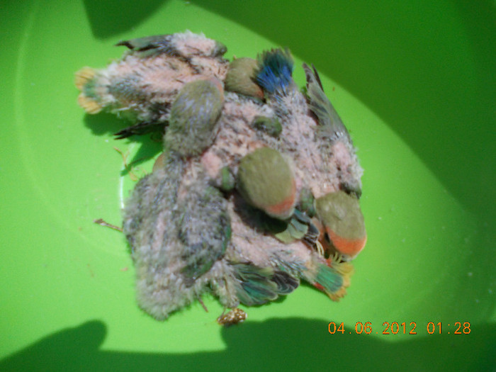 Picture 030 - Agapornis-Pui-13