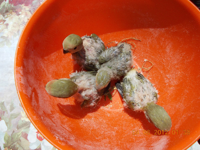 Picture 034 - Agapornis-Pui-13