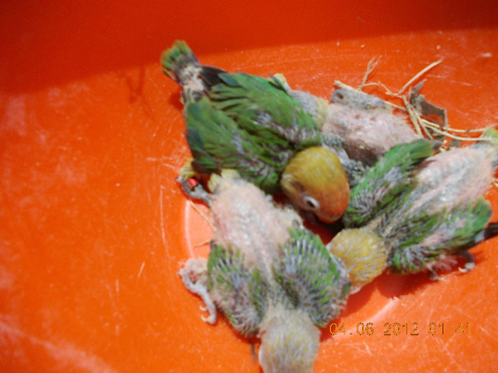 Picture 035 - Agapornis-Pui-13