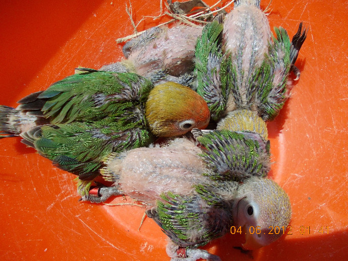 Picture 036 - Agapornis-Pui-13