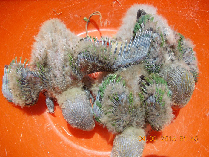 Picture 038 - Agapornis-Pui-13