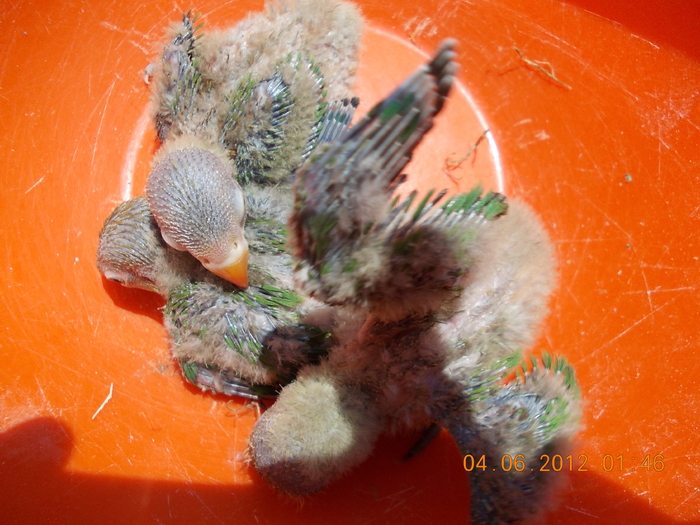 Picture 039 - Agapornis-Pui-13