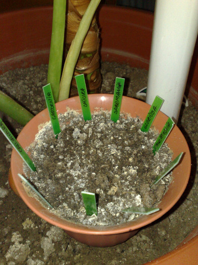 seminte Diana-nu au incoltit