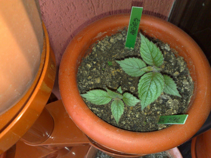 achimenes de la Nina