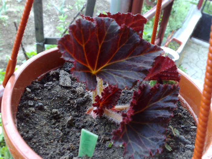 begonia Alex Tudose-decedata