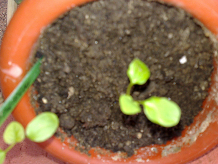 passiflora dl.Popescu