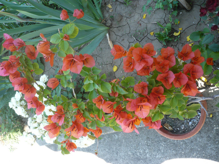 04.06.2012 - zzz-BOUGAINVILLEA-2012