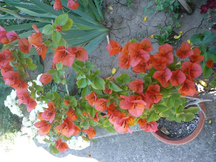 P1140338 - zzz-BOUGAINVILLEA-2012