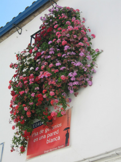 Balcon pe Strada florilor