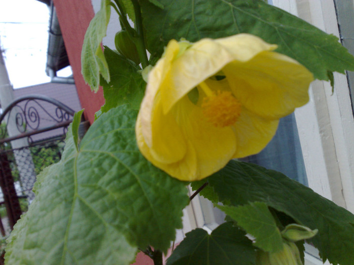 abutilon galben - c iunie