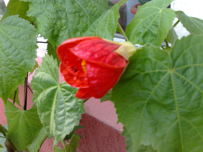 abutilon rosu - c iunie