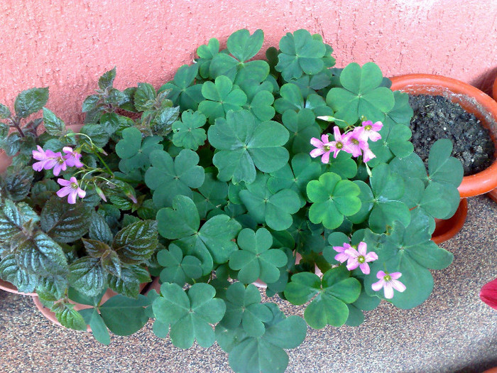 oxalis - c iunie