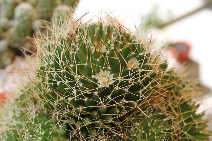 0 027 - cactusi si suculente infloriti 2012