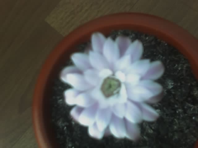 Gimnocalycium -  Multumesc Lizica