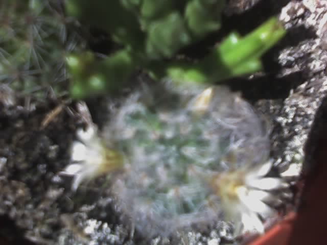 Mammillaria bocasana - cactusi - 2012