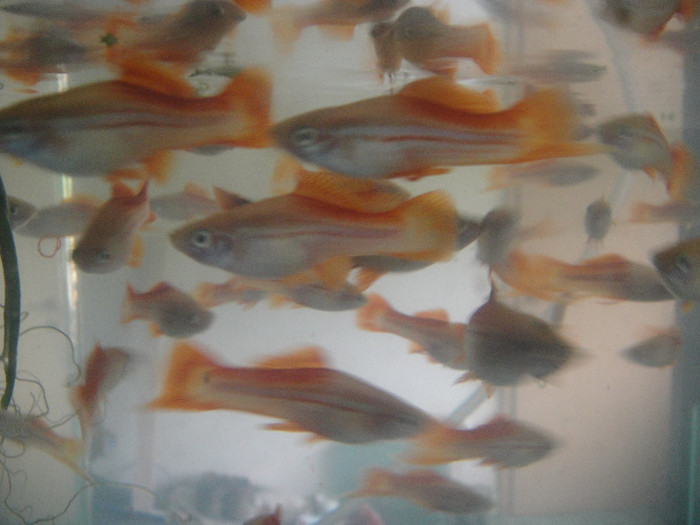 DSC04762 - crescatorie pesti 2012