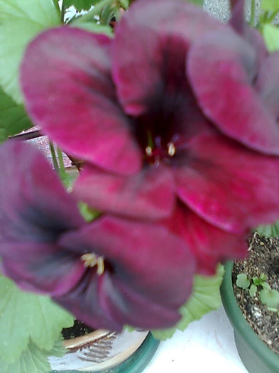 Imagine2279 - Pelargonium