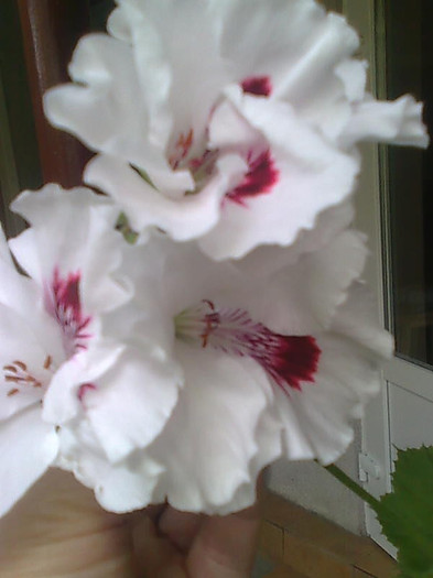 Imagine2274 - Pelargonium