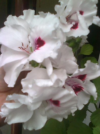 Imagine2273 - Pelargonium