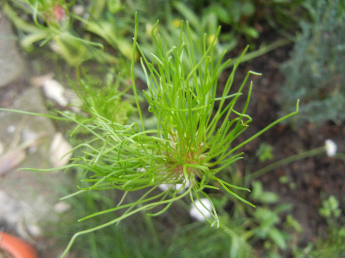 Allium Hair (2012, June 02) - Allium vineale Hair