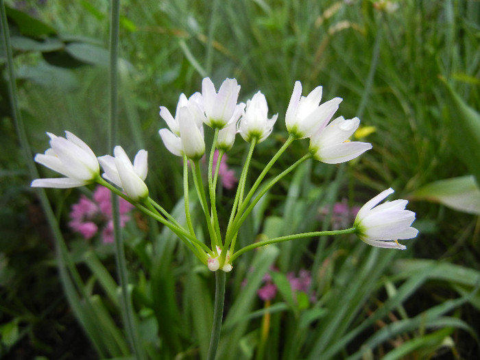 Allium roseum (2012, June 02)