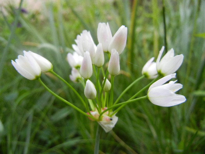 Allium roseum (2012, June 02) - Allium roseum