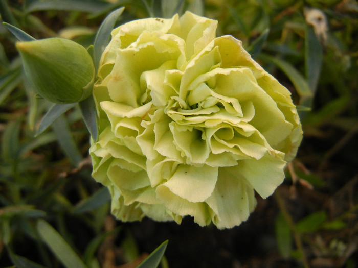 Dianthus Adorable JADE (2012, May30)