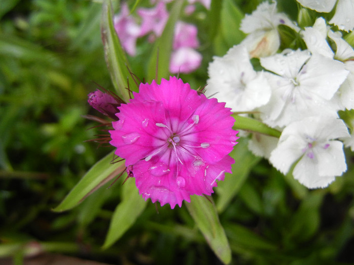 Dianthus barbatus (2012, June 02)
