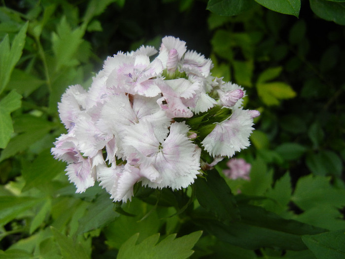 Dianthus barbatus (2012, June 02)