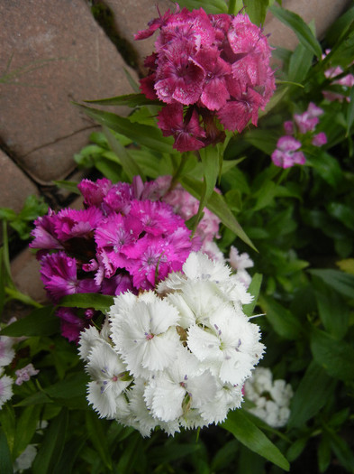 Dianthus barbatus (2012, June 02)