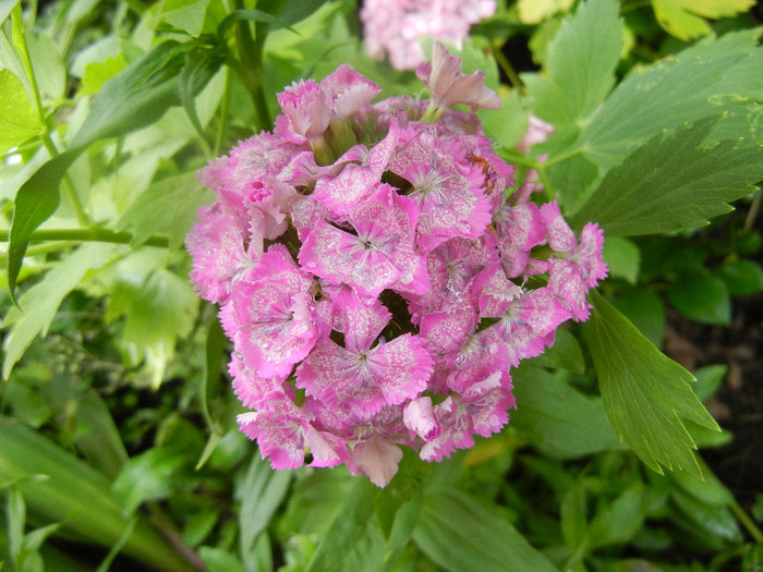 Dianthus barbatus (2012, June 02)