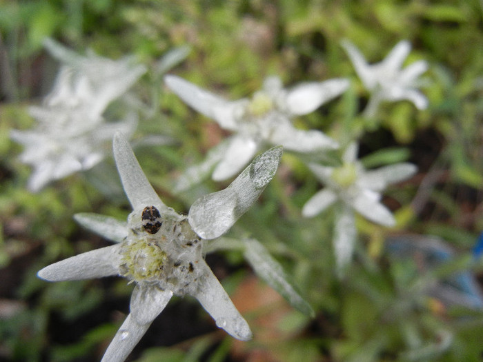 Leontopodium alpinum (2012, May 27)