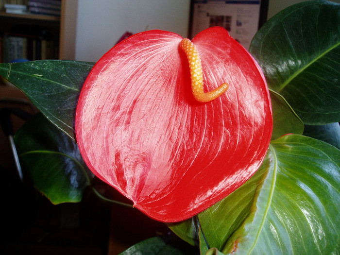 Are o floare imensa